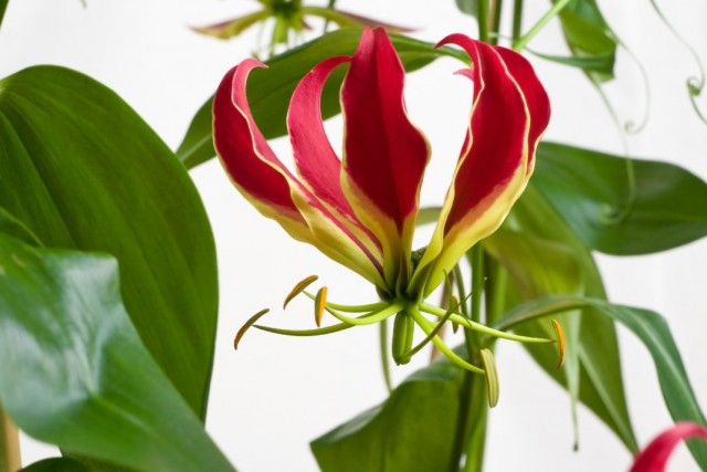 Глориоза роскошная (Gloriosa superba)