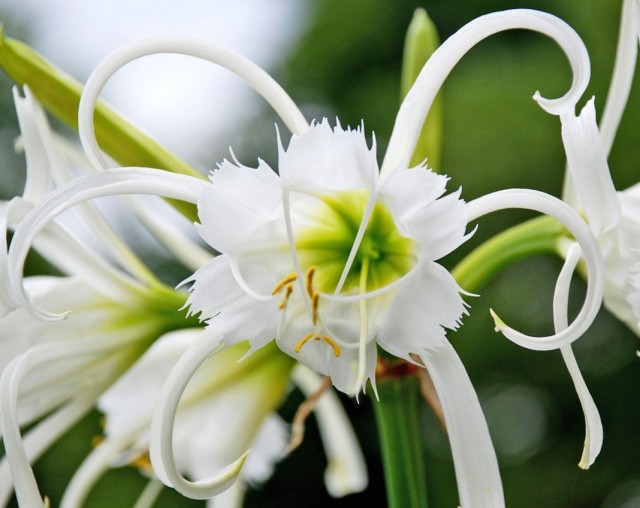 Гименокаллис (Hymenocallis)