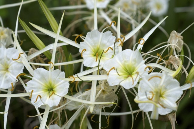 Гименокаллис (Hymenocallis)