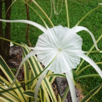 Гименокаллис карибский пестролистный (Hymenocallis caribaea variegata)