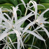Гименокаллис прекрасный (Hymenocallis speciosa)