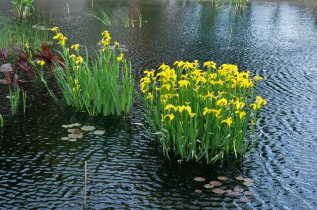 Ирис ложноаировый, или Ирис болотный (Iris pseudacorus) Ирис ложноаировый, или Ирис болотный (Iris pseudacorus)
