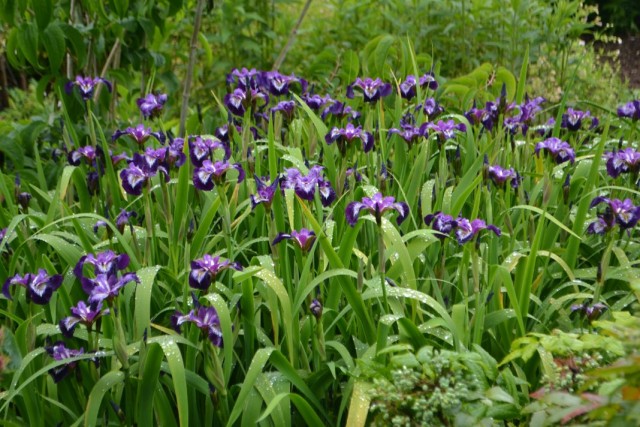 Ирис сибирский (Iris sibirica)