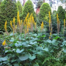 Бузульник узкоголовчатый (Ligularia stenocephala)
