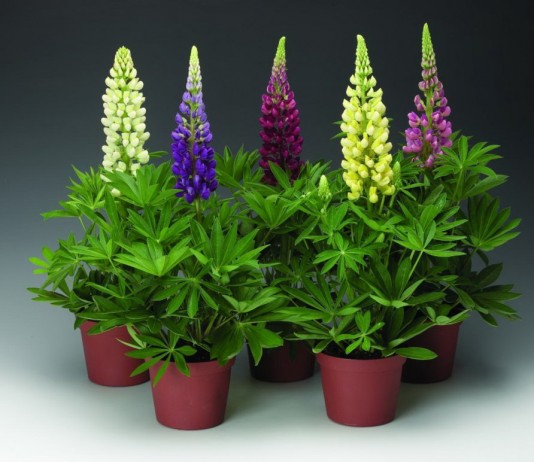 Как выращивать люпины из семян? - Цветник и ландшафт Рассада цветущих люпинов