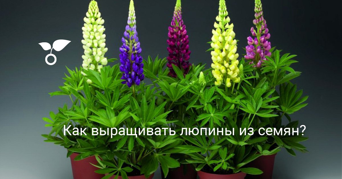 Как выращивать люпины из семян?