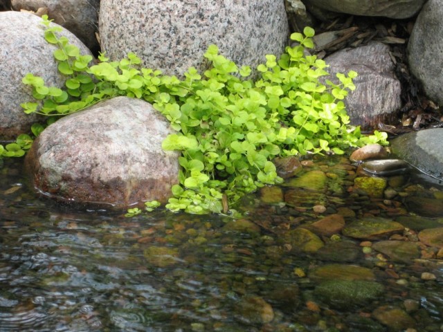 Вербейник монетный, или монетчатый (Lysimachia nummularia)