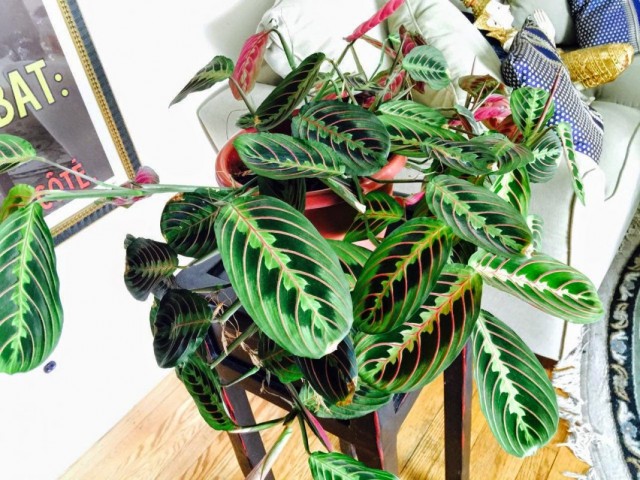 Маранта беложилковая (Maranta leuconeura)