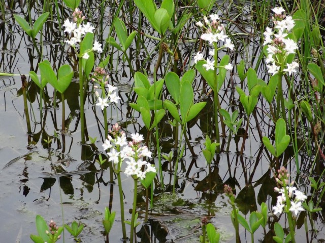 Вахта трехлистная, или Трилистник водяной (Menyanthes trifoliata) Вахта трехлистная, или Трилистник водяной (Menyanthes trifoliata)
