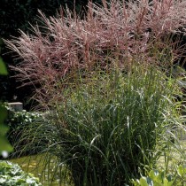 Мискантус китайский (Miscanthus sinensis)