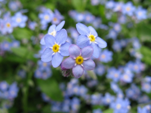 Незабудка болотная (Myosotis scorpioides)