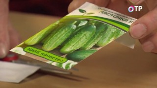 Семена огурцов обычной бумажной упаковке