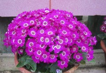 Перикаллис гибридный (Pericallis hybrida)