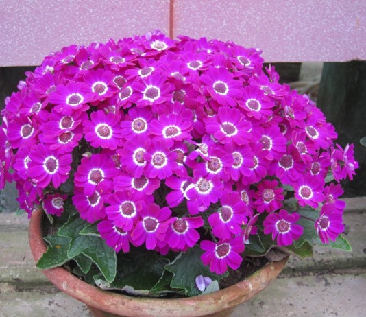 Комнатные перикаллисы — яркие ромашки - Красивоцветущие Перикаллис гибридный (Pericallis hybrida)