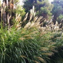 Тростник (Phragmites) Тростник (Phragmites)