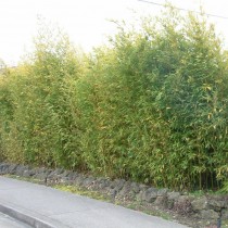 Листоколосник золотой (Phyllostachys aurea), или Золотой бамбук