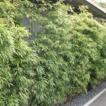 Листоколосник чёрный (Phyllostachys nigra) или Чёрный бамбук