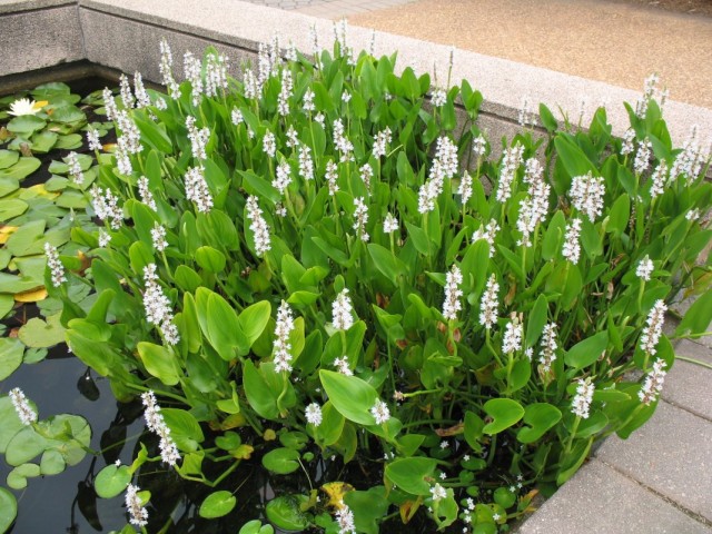 Понтедерия сердцелистная (Pontederia cordata) Понтедерия сердцелистная (Pontederia cordata)