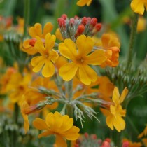 Примула Буллея (Primula bulleyana)