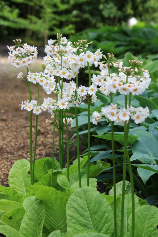 Примула японская (Primula japonica)