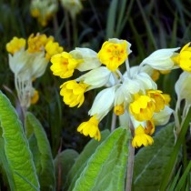 Примула весенняя (Primula veris)