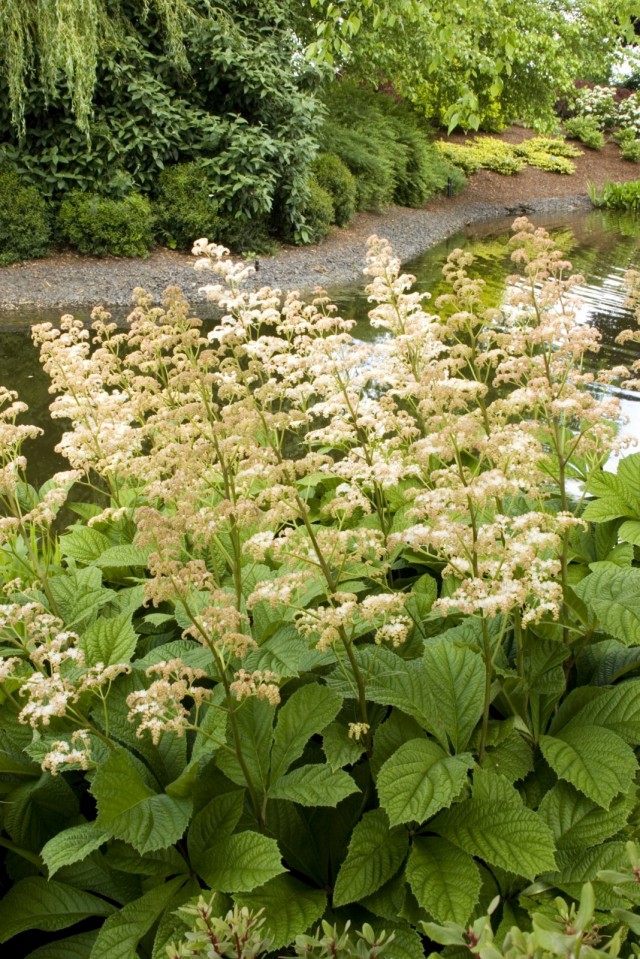 Роджерсия конскокаштанолистная (Rodgersia aesculifolia)
