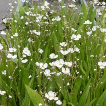 Стрелолист злаковый (Sagittaria graminea) Стрелолист злаковый (Sagittaria graminea)