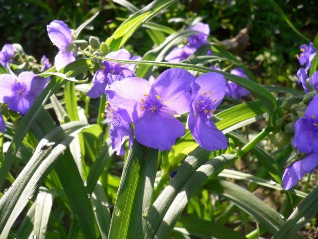 Традесканция виргинская (Tradescantia virginiana)