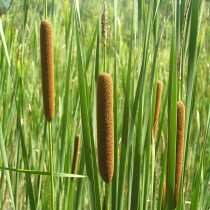 Рогоз (Typha) Рогоз (Typha)