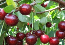 Гибрид вишни с черешней, дюк сорта Пивоня