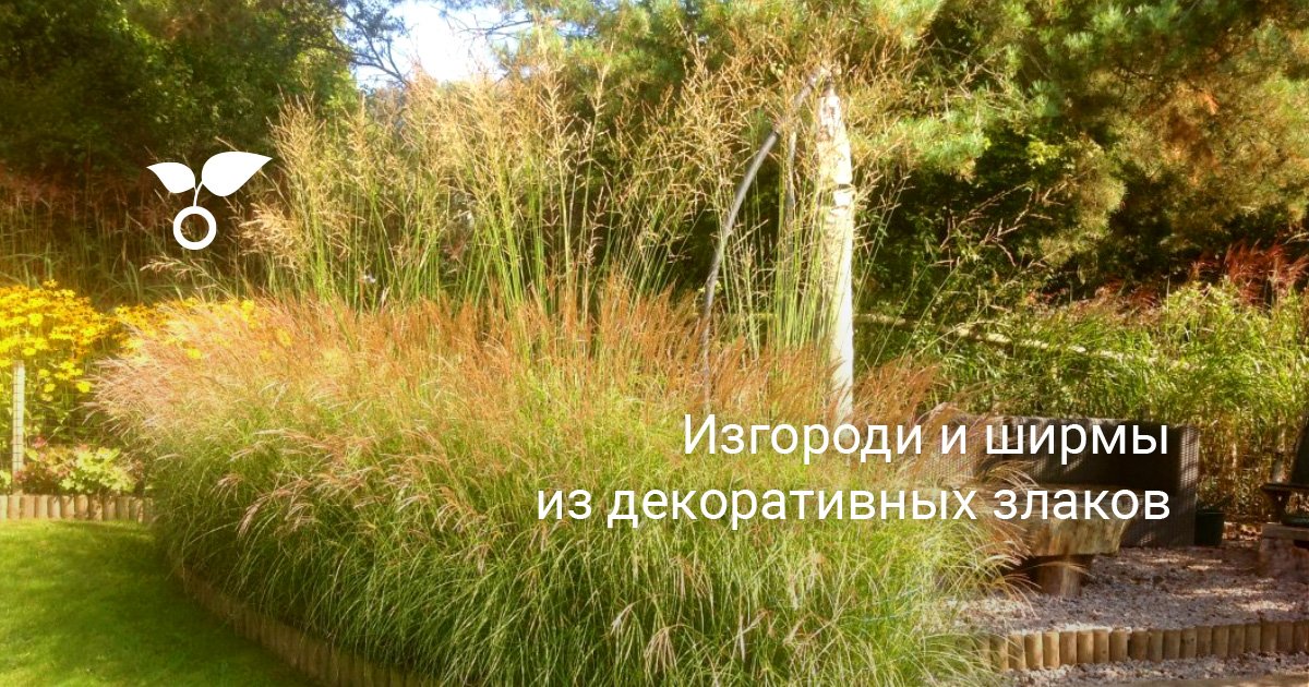 Изгороди и ширмы из декоративных злаков