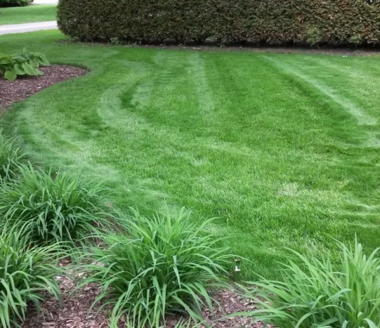 Газон на дачном участке