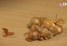Проведите сортировку купленного или хранящегося дома лука-севка