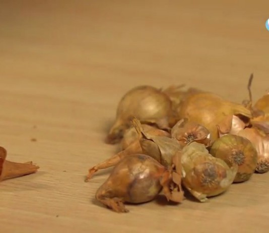 Проведите сортировку купленного или хранящегося дома лука-севка