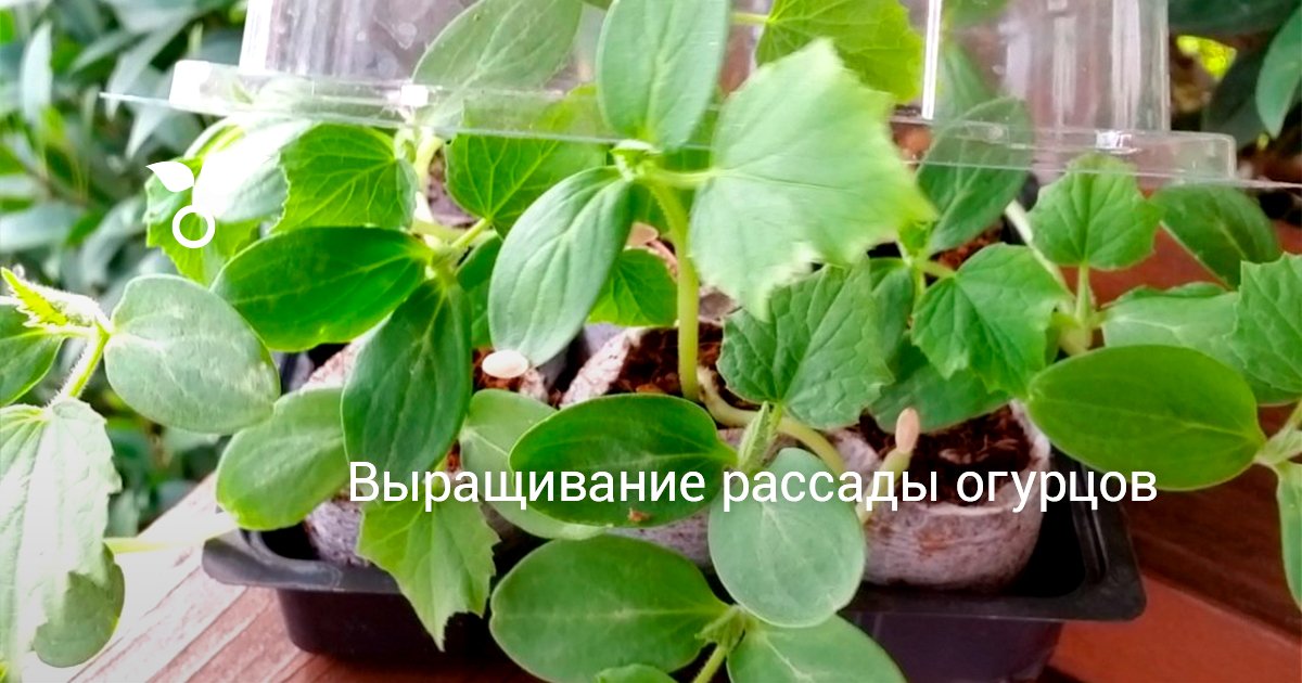 Выращивание рассады огурцов