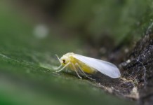 Белокрылка, или Алейродида (Aleyrodidae)