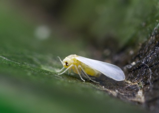 Белокрылка, или Алейродида (Aleyrodidae) Белокрылка, или Алейродида (Aleyrodidae)