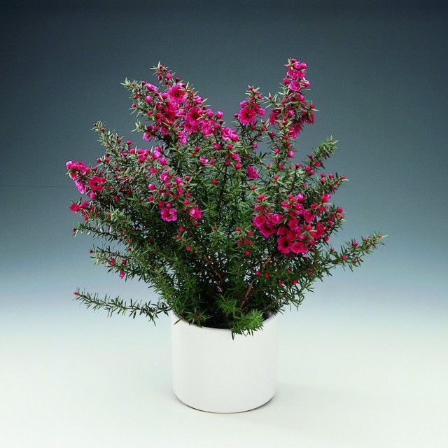 Тонкосемянник метловидный, или Лептоспермум метельчатый, или манука (Leptospermum scoparium) Тонкосемянник метловидный, или Лептоспермум метельчатый, или манука (Leptospermum scoparium)