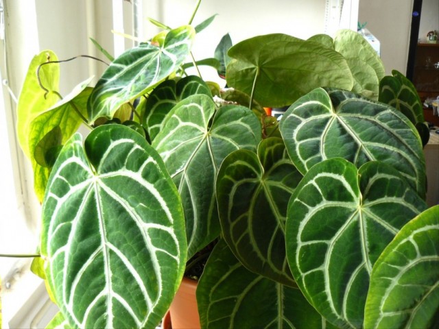 Антуриум хрустальный (Anthurium Crystallinum)