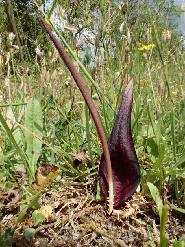 Биарум тонколистный (Biarum tenuifolium)