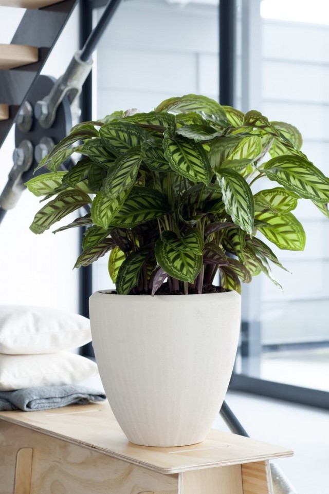Калатея (Calathea)