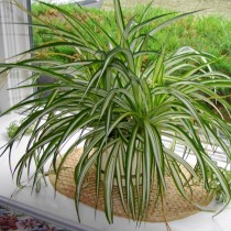 Хлорофитумов (Chlorophytum)