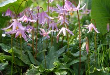 Кандык завёрнутый, или Кандык отвёрнутый (Erythronium revolutum)