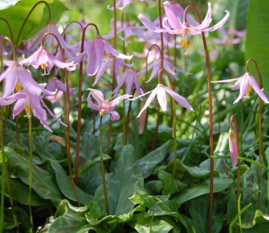 Кандык завёрнутый, или Кандык отвёрнутый (Erythronium revolutum)