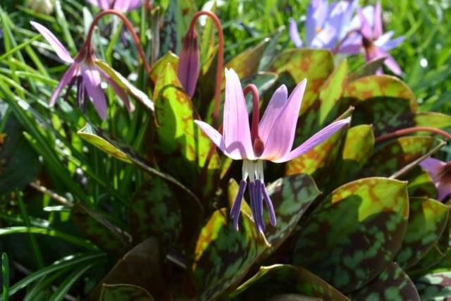 Кандык европейский, или Кандык собачий зуб (Erythronium dens-canis) Кандык европейский, или Кандык собачий зуб (Erythronium dens-canis)