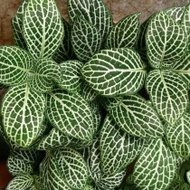 Фиттония беложилковая (Fittonia albivenis)