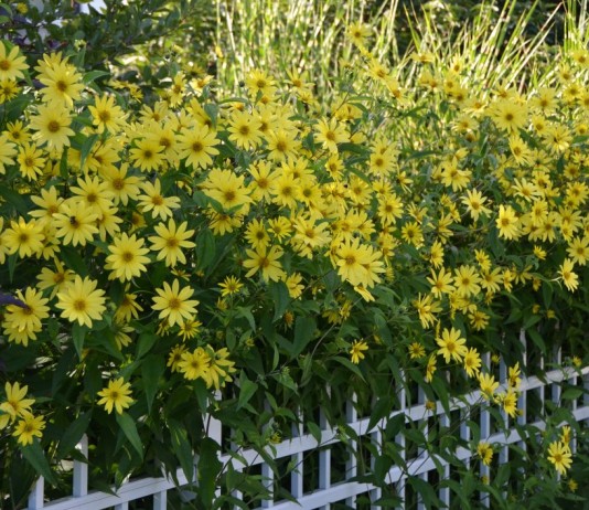 Использование декоративных подсолнечников в саду