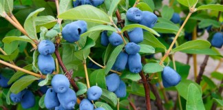 Жимолость голубая, или Жимолость синяя (Lonicera caerulea)
