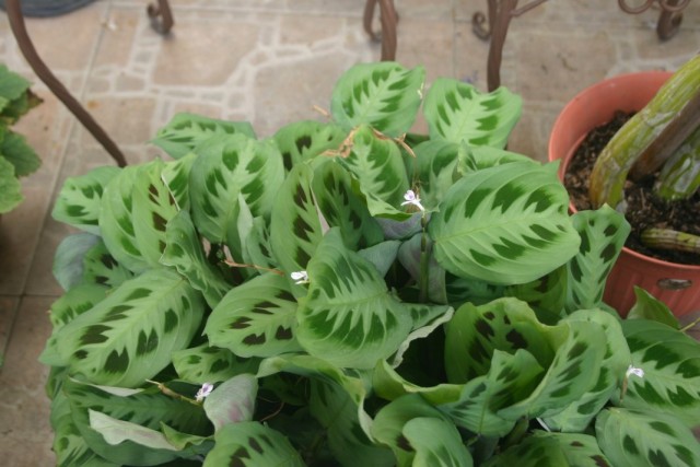 Маранта беложильчатая (Maranta leuconeura)