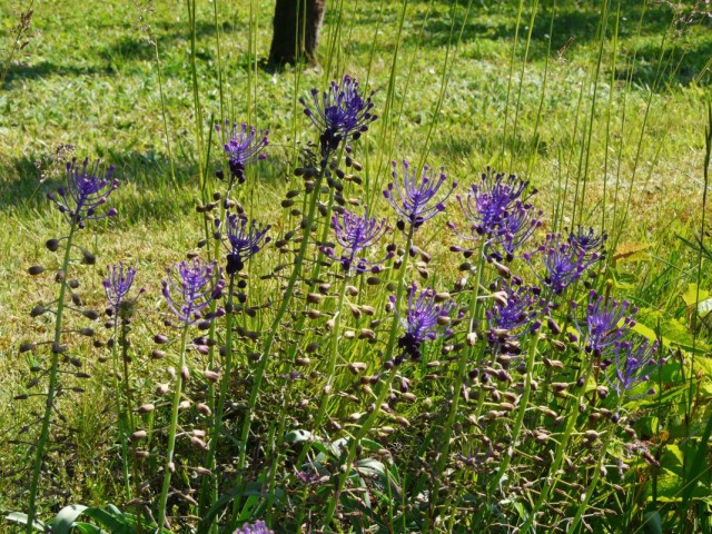 Леопольдия хохолковая (Leopoldia comosa)